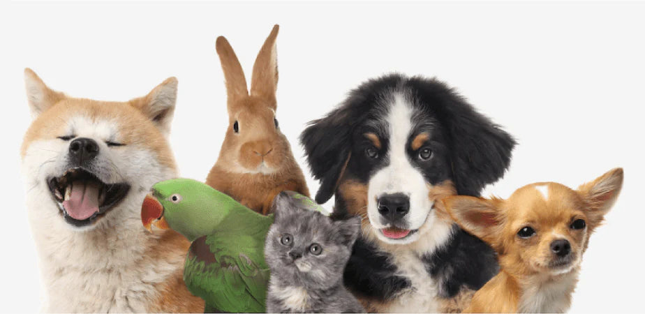 Animali