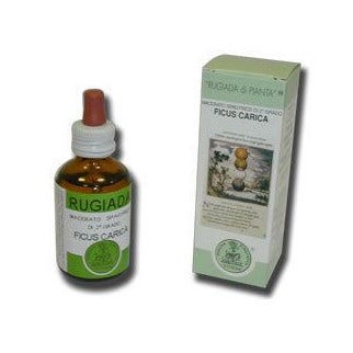 Ficus Rocío Carga 50ml-2