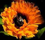 CALENDULA Y GOTAS 50ML-1