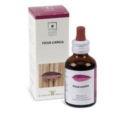 FICUS CARGA 50ML STV-1