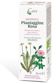 PLANTAGE RA MACERATO CAIRA-1