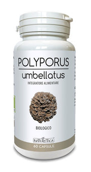 POLYPORUS UMBELLATUS 60CPS