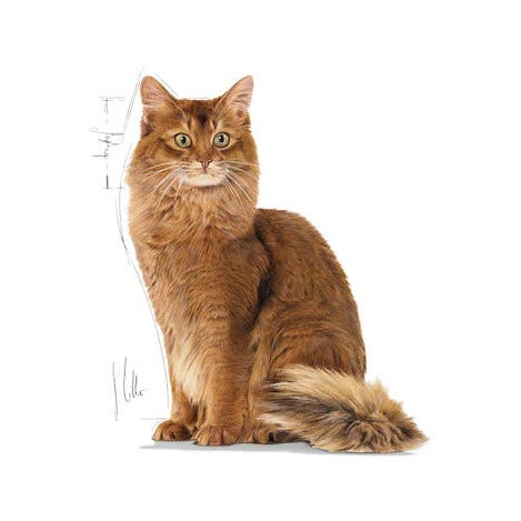 Royal Canin Wet Cat Light Weight Wet Sachet 85g-3