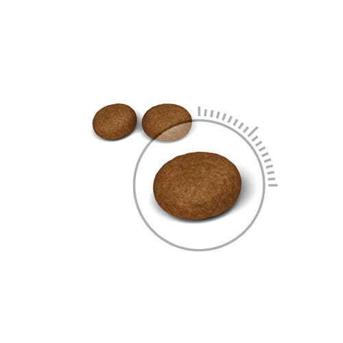Royal Canin Feline Hair and Skin Care Alimento Seco para Gatos Bolsa 400g-2
