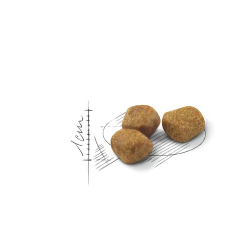 Royal Canin Feline Home Life Indoor 7+ Años Alimento seco para gatos mayores Bolsa 1,5kg-2