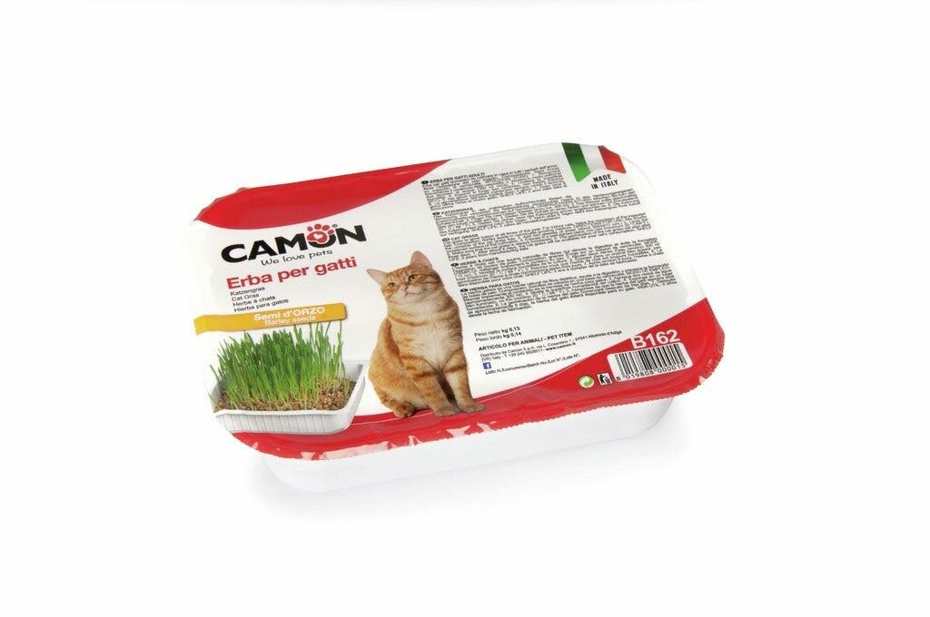 Hierba de gato Camon con semillas de cebada-4