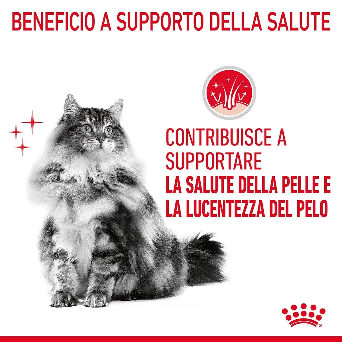 Royal Canin Intense Beauty Gravy Comida Húmeda para Gatos Adultos Sobre 85g-10