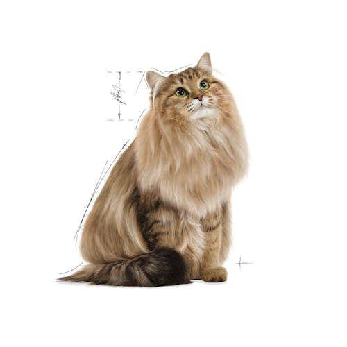 Royal Canin Intense Beauty Gravy Comida Húmeda para Gatos Adultos Sobre 85g-3