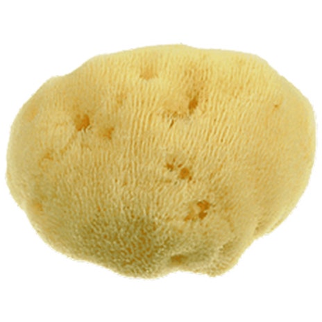 Alcea Esponja De Mar Decolorante Dama Fina 7cm Natural Hipoalergenico-2