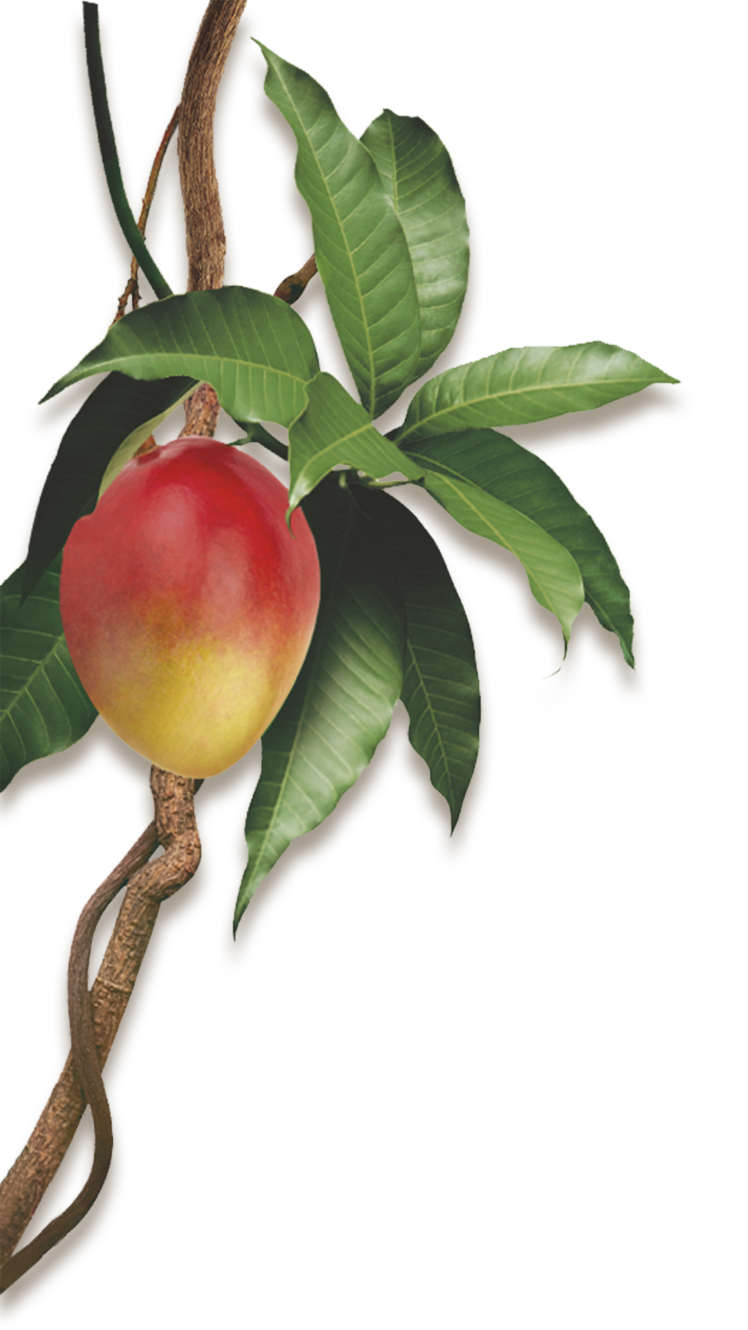 Klorane Champú de Mango 100 ml