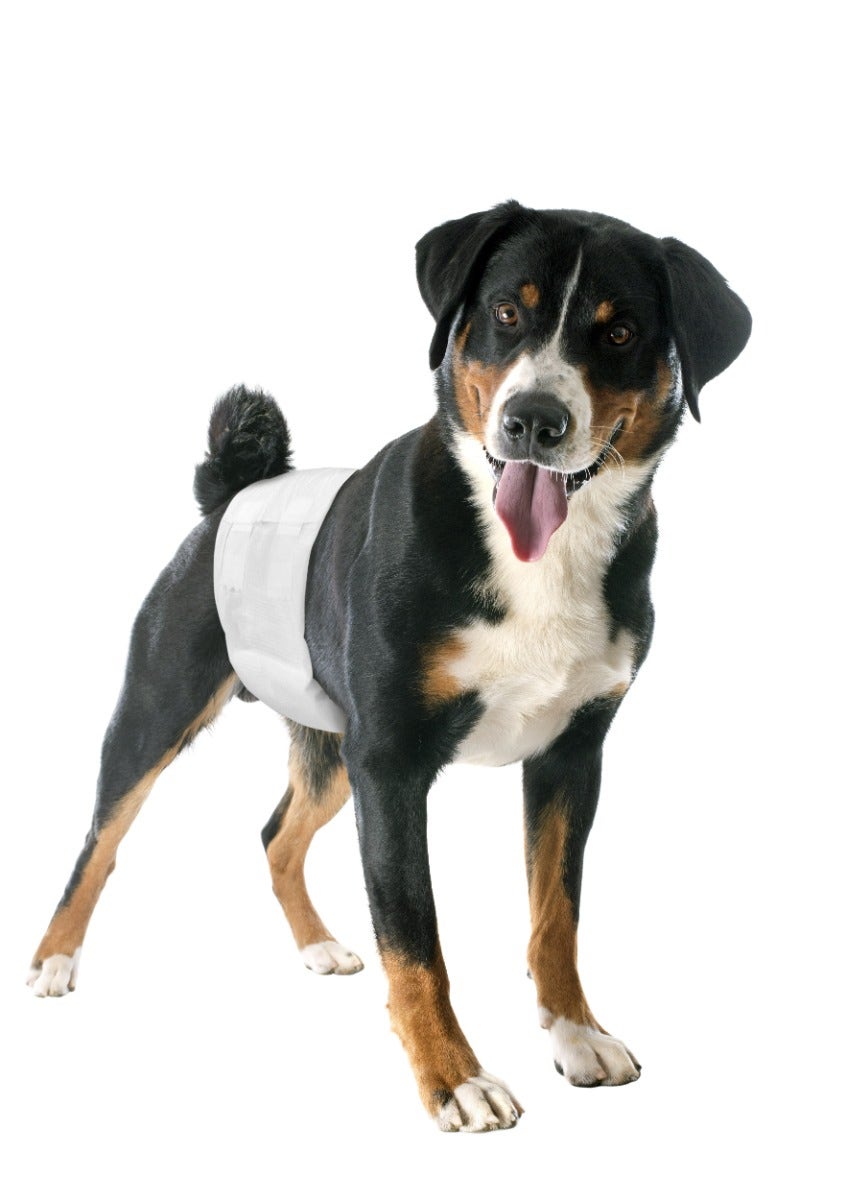 Camon Pañales Bandeau Macho Perros Talla 2-2