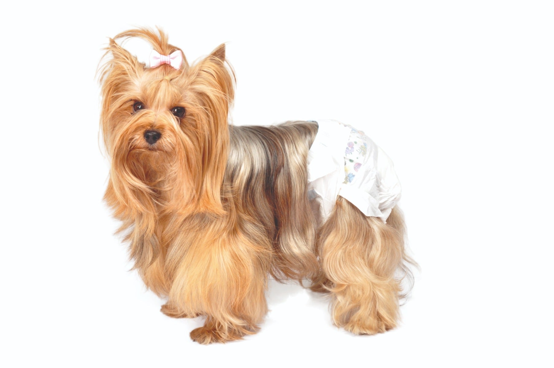 Camon Pañales Panty Perros Talla S-3