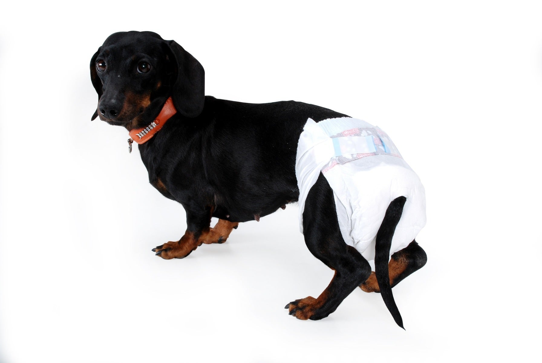 Panty Camon Pañales Perros Talla M-2