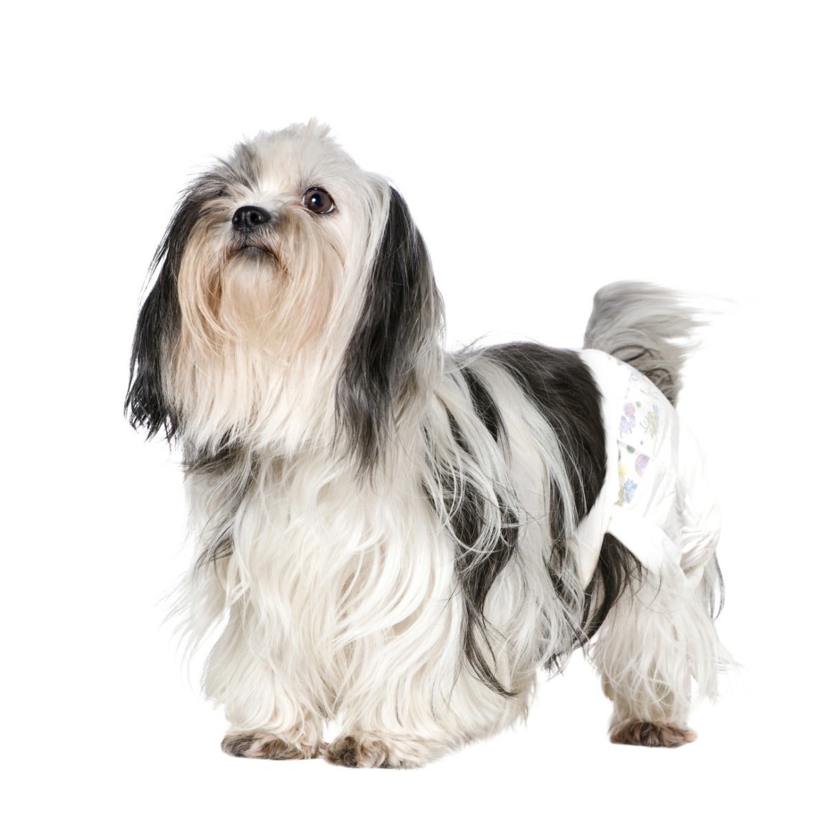 Panty Camon Pañales Perros Talla L-3