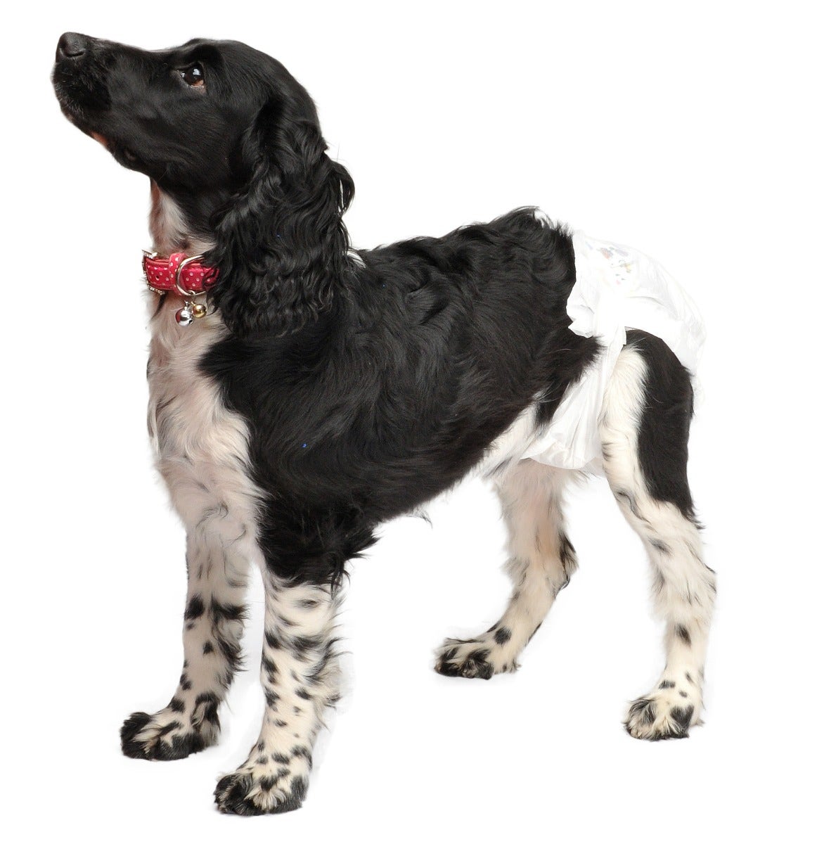 Pañales Panty Camon Dog Talla XL-3