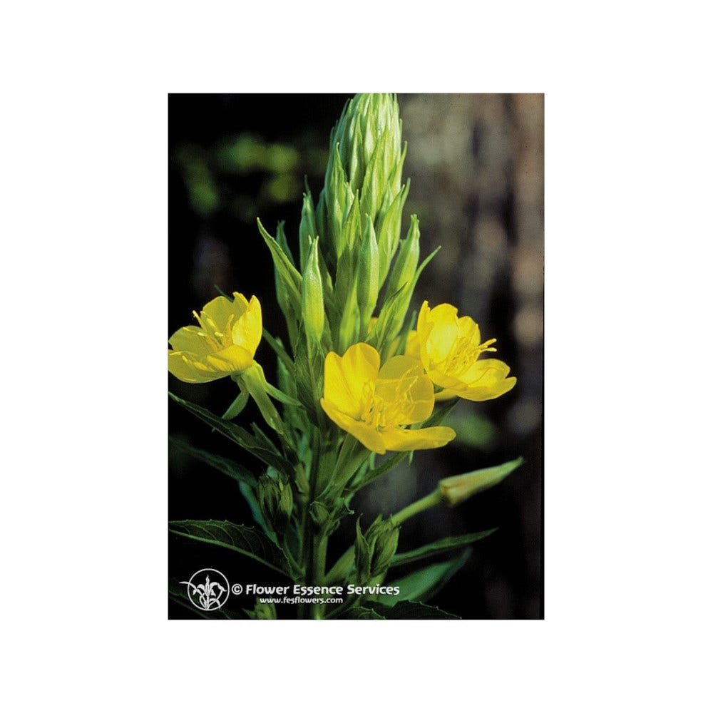 Onagra 7.4ml-1